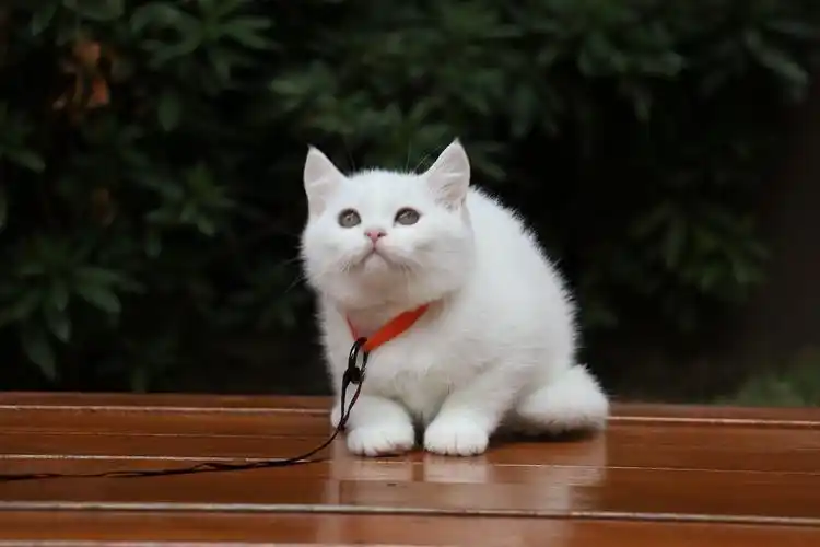 195英短纯白公全身白纯种白猫英短