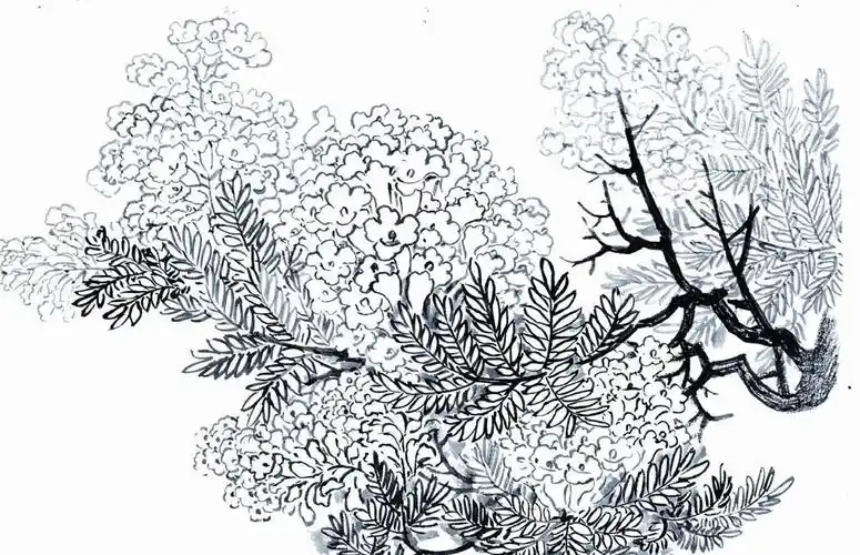 故乡的蓝花楹开了