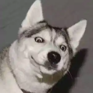 喜欢小皮球的大傻狗