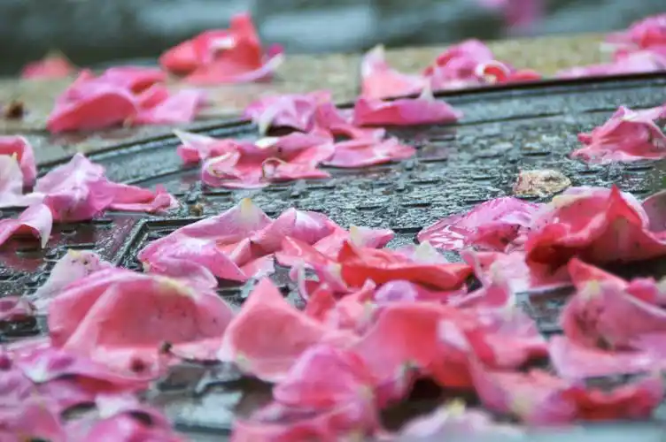 一场雨一场落花的心事『首发』