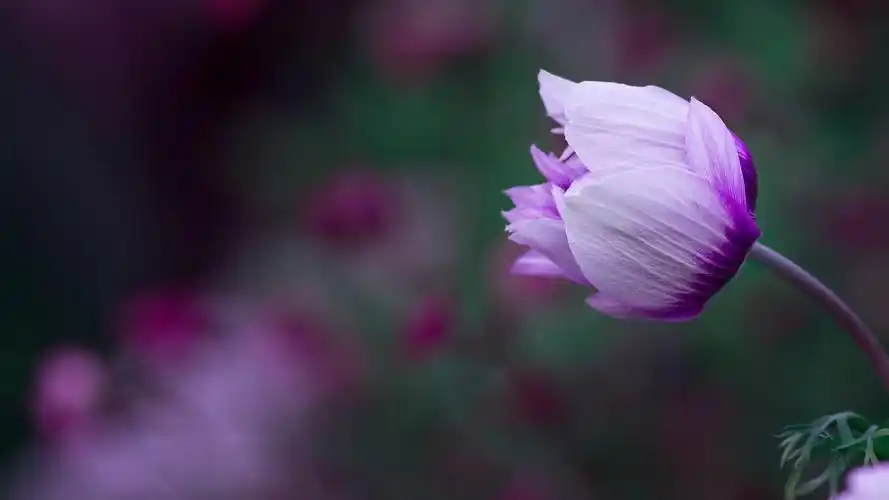 紫色花卉植物高清电脑桌面壁纸图片