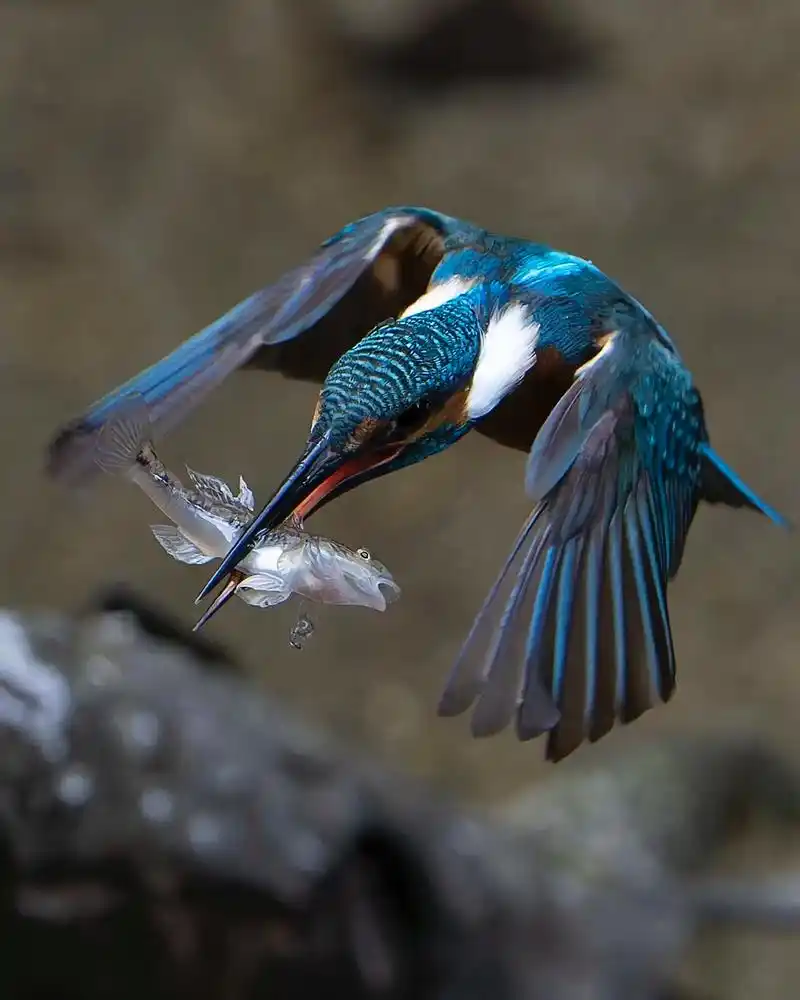 我记得小时候大理这边还有一种红嘴的翠鸟!谁还有印象?#神奇动 - 抖音