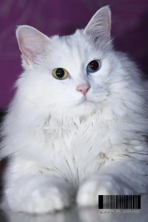 我也来一组 ~~~波斯猫