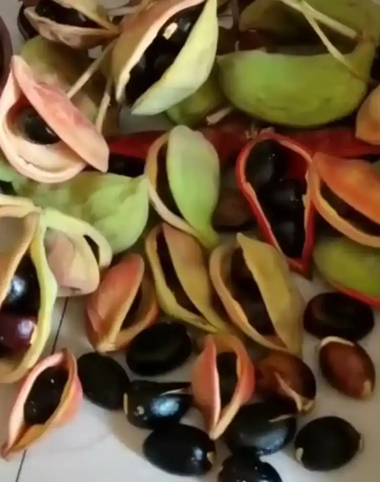 六旺子,原名凤眼果.有温胃养肝胆,明目,滋阴补肾功效.像板栗 - 抖音