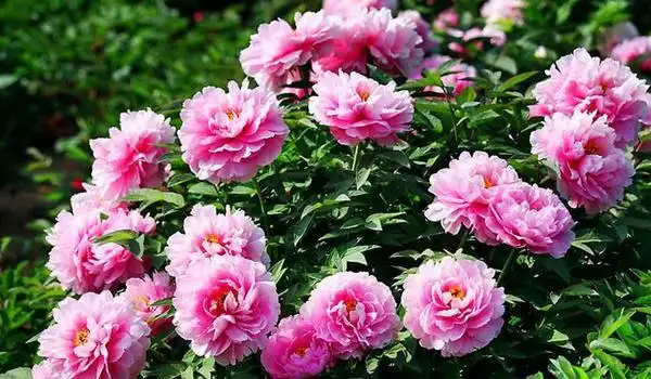 牡丹花图片大全