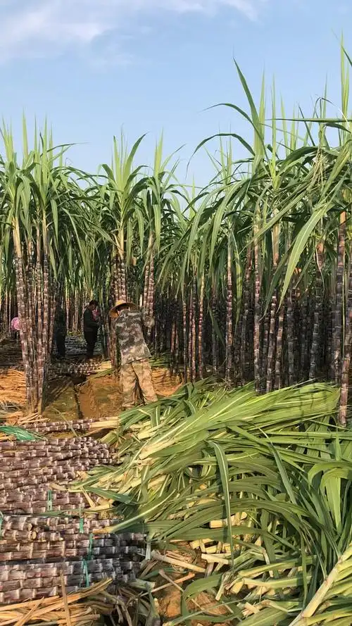 又到吃甘蔗的季节了,这个甘蔗尾叶,牛很喜欢吃的,小时候放牛娃,你们呢