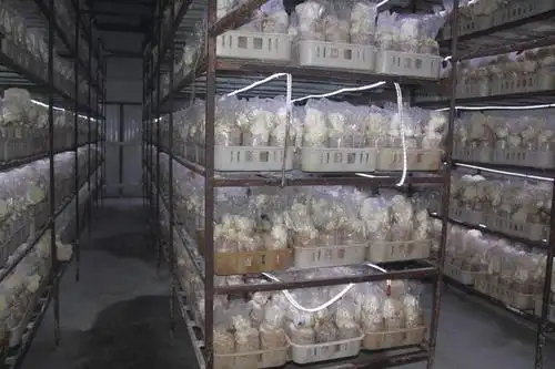 7-食用菌栽培实验室