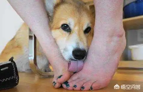 二,狗狗为什么喜欢舔人的脚丫子?