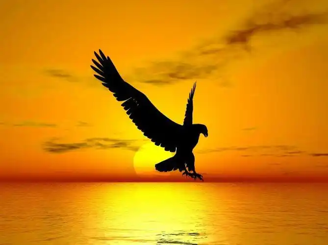 日落中飞翔的雄鹰