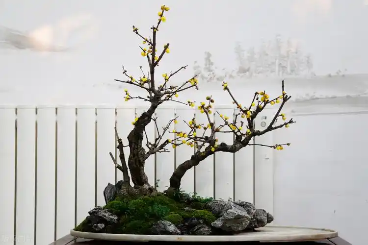 梅花盆景的养护技巧解析,不光造型俊美,枝头还挂满花,美轮美奂