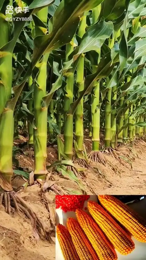 强玉v857紫杆大棒,18-20行矮杆抗倒抗旱高产品种!