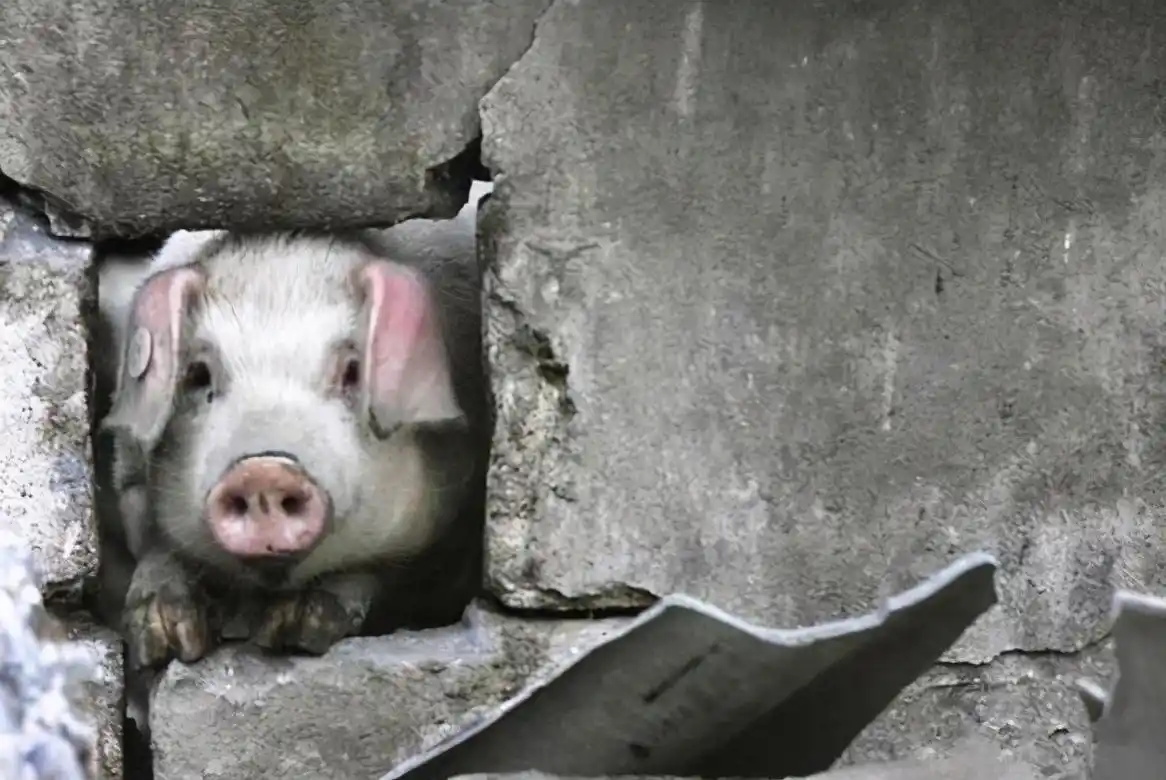 还记得汶川地震的猪坚强吗14岁的它已很糟糕死后将被做成标本