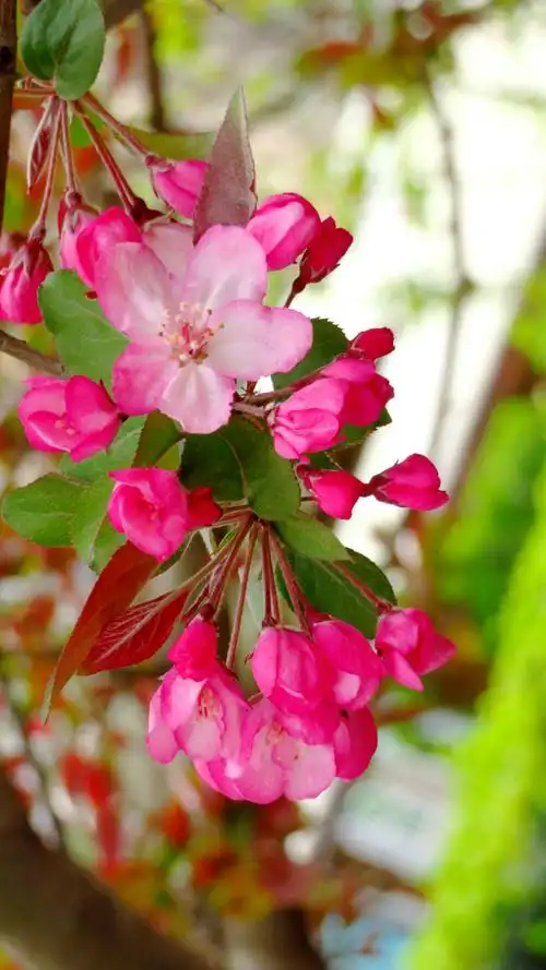 海棠花绚丽绽放 20180405王克勤摄于北京元大都城垣遗址公园