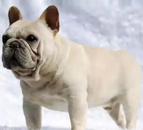 【名犬鉴赏】狂牛犬舍种公【钢镚儿】铭血奢华,唱响大地飞歌;谱写犬界