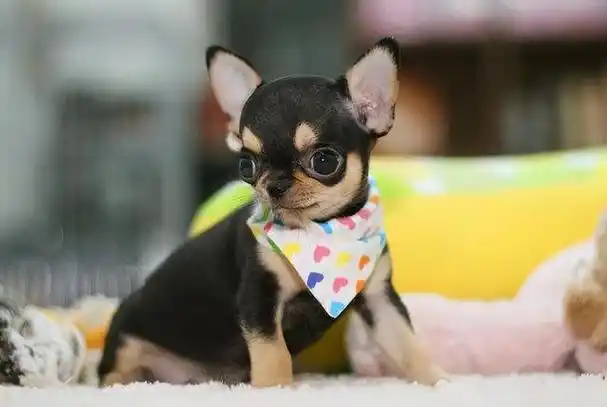 宠物犬吉娃娃图片