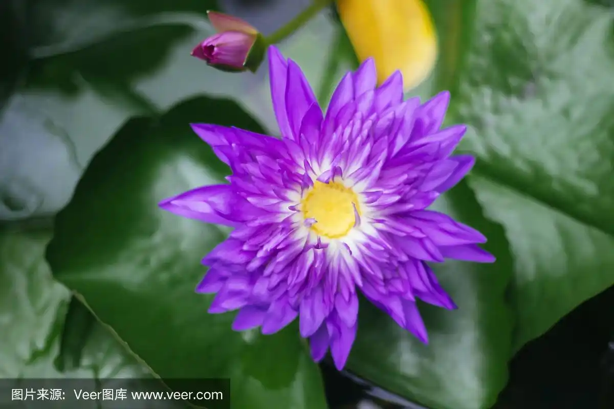 莲花在佛教中的象征意义.