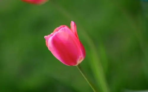 4k高清壁纸-郁金香特写4k超高清壁纸_手机壁纸_电脑壁纸_桌面壁纸【图