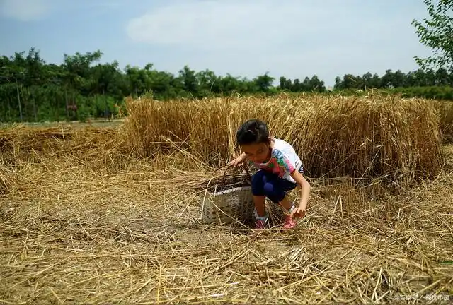 收麦,80后永远回不去的童年记忆!