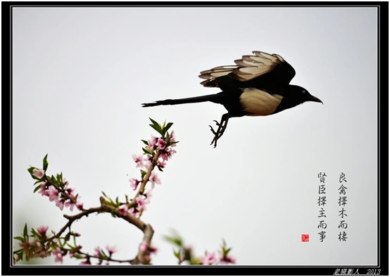 良禽择木而栖是什么意思良禽择木而栖是什么意思良禽择木而栖是什么