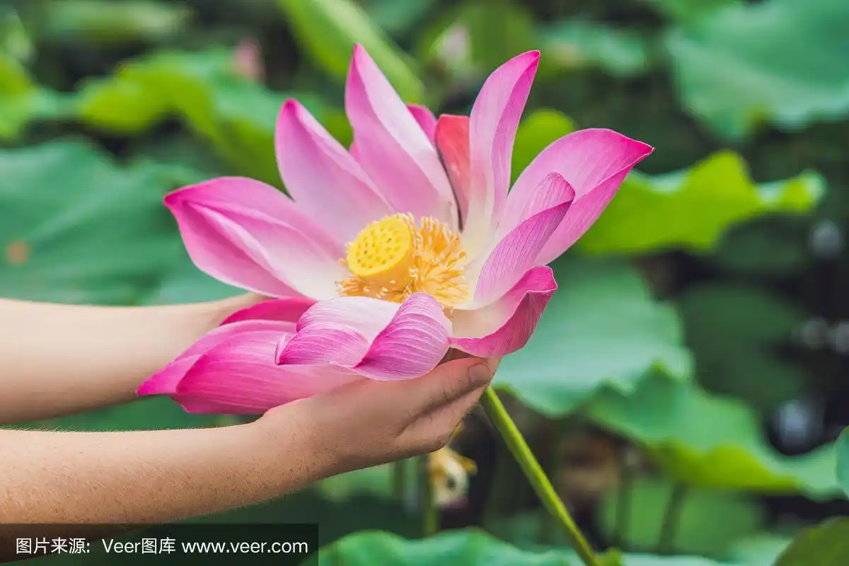 女人,照片,自然美,举起手,荷花