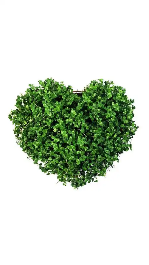 小清新的幸运草