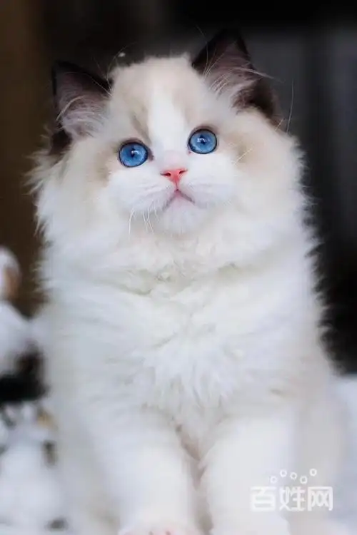 钦州哪里有纯种布偶猫出售布偶猫价格布偶猫好养吗