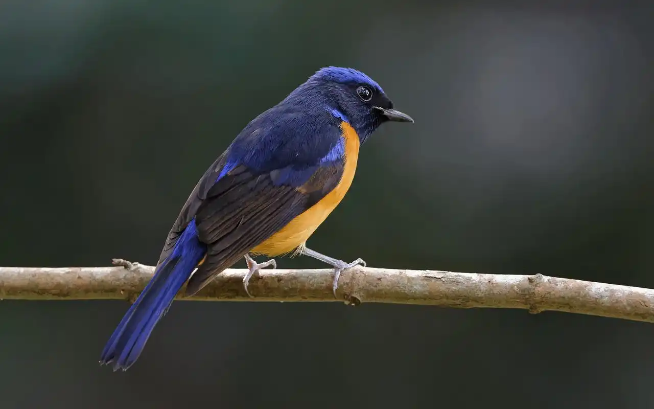 棕腹仙鹟高清动物图片电脑桌面壁纸