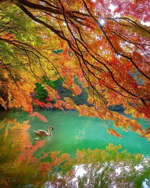 天鹅湖·世界风光