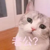 叫老公的猫猫表情包【点击鼠标右键下载】