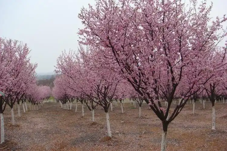 米径8公分美人梅