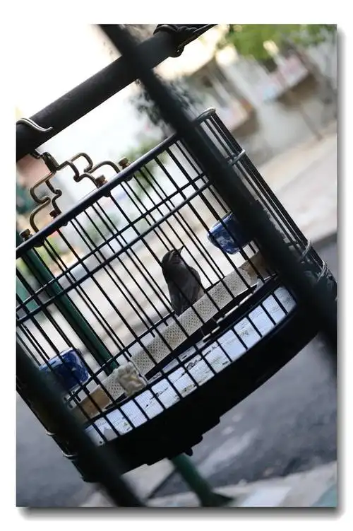 家中窗外的一个鸟笼子