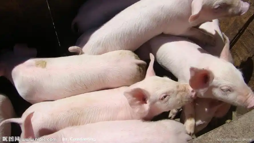 猪照片 - 堆糖,美图壁纸兴趣社区