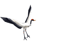 动动更精彩 天龙八部新怪物动态图赏