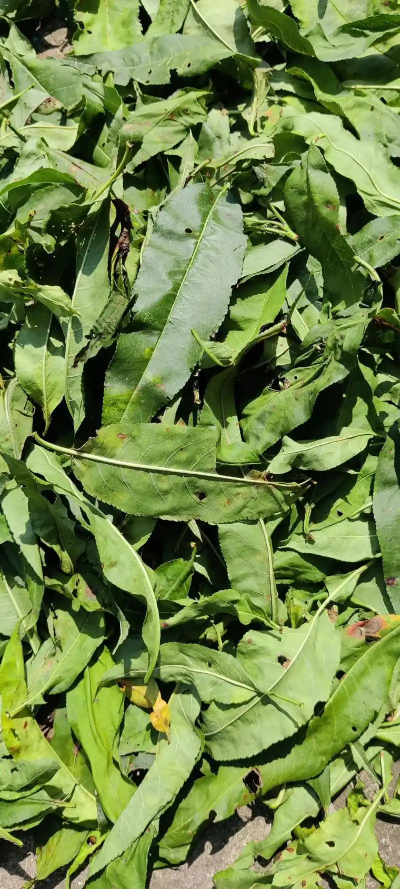 身边被忽略的中药桃叶为蔷薇科植物桃或山桃的叶