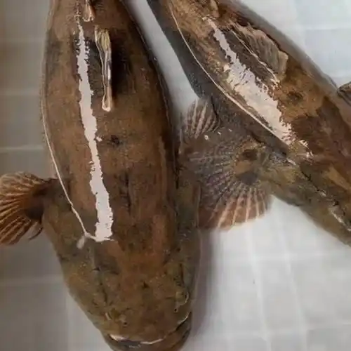 [笋壳鱼批发] 笋壳鱼 沙峰鱼 沙峰鱼 呆子鱼 淡水库鱼价格58元/斤