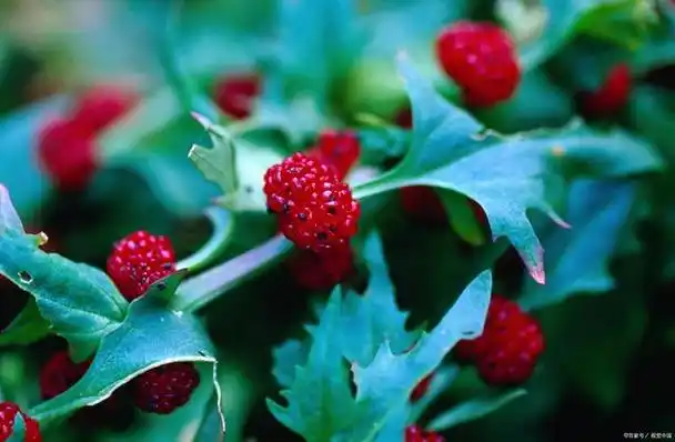 蛇莓又名"龙吐珠",儿时想吃又不敢吃的一种果子