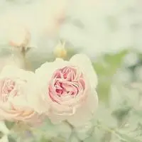 小清新意境静物头像唯美图片大全