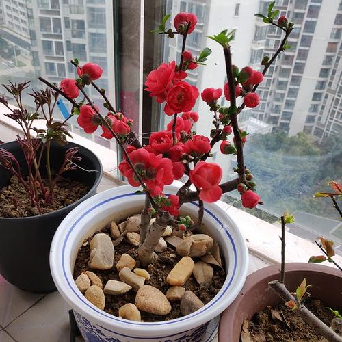 大红色日本海棠花树苗长寿冠海棠花盆栽十二一重复色东阳锦