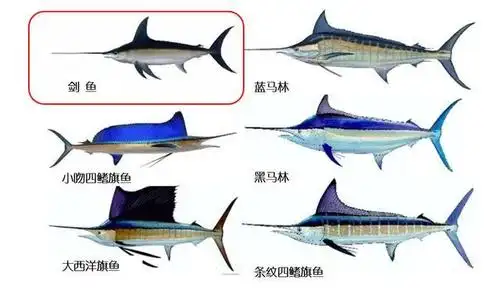 剑鱼与旗鱼的外观区分