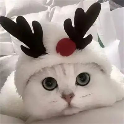 ins风高级好看超可爱的猫咪头像图片 男女适用可爱治愈猫咪头像_动物