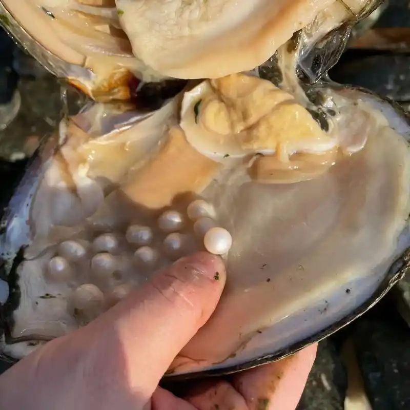 珍珠 种蚌人的日常,河蚌从小到大,珍珠从无 - 抖音