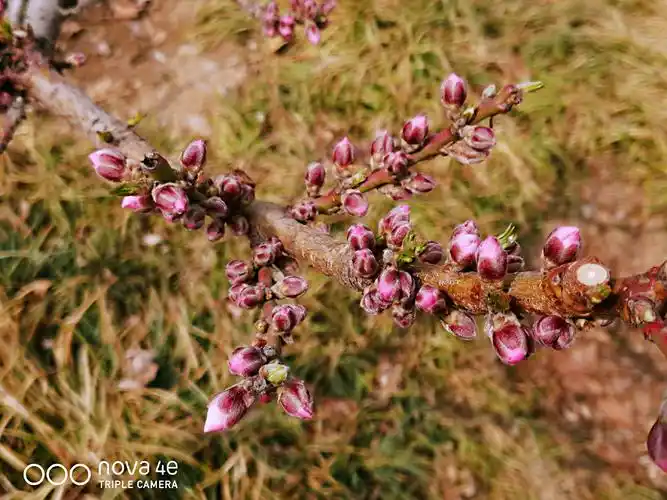 有桃花红,李花白,菜花黄.