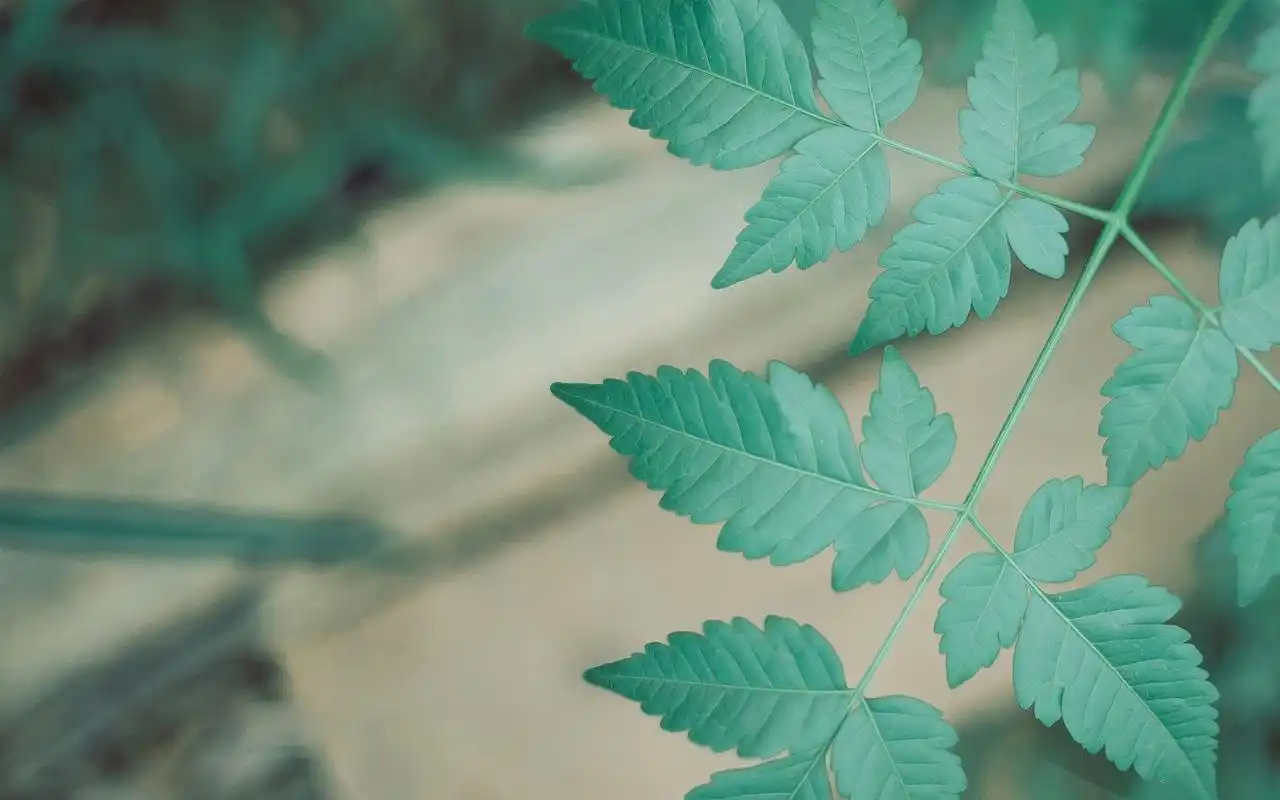 绿色护眼小清新植物图片桌面壁纸