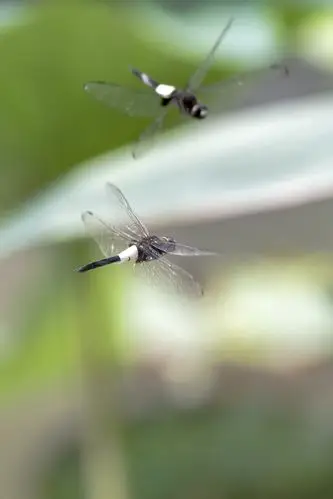 蜻蜓飞舞——摄于2020.06.26