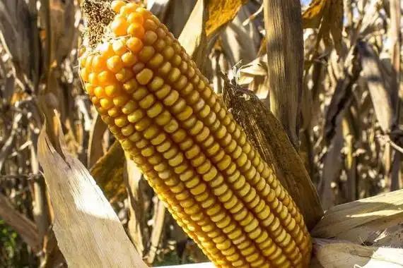 沃玉111玉米种简介适合哪里种植产量如何