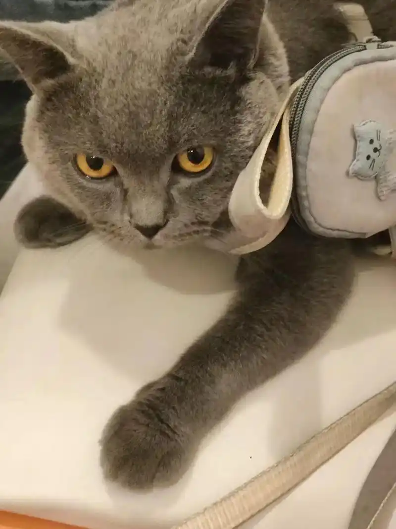 各位父老乡亲们 家里丢了一只一岁八个月零四天的英短蓝猫公猫, - 抖