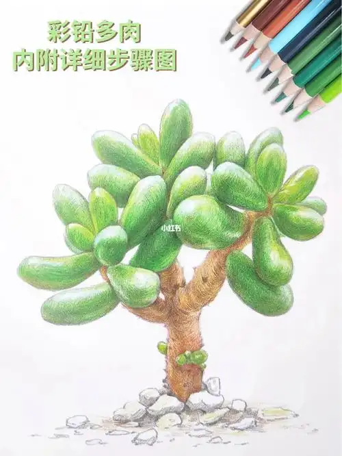 彩铅入门临摹素材多肉绿龟之卵