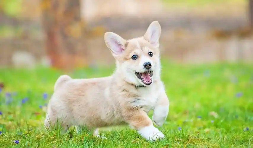 狗狗得了脑炎怎么办?该如何急救和预防?