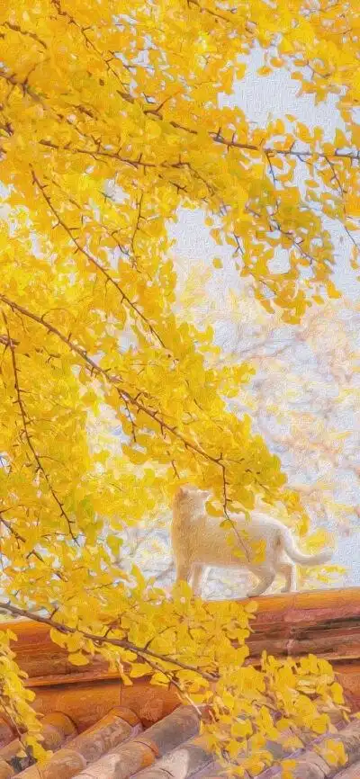 壁纸 暖色系 黄白银杏