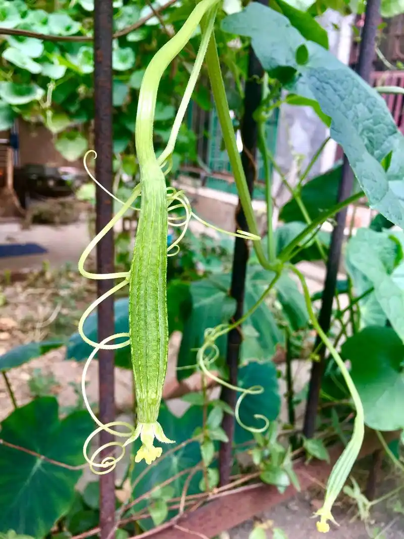 南方常栽培北方少见的菜蔬广东丝瓜棱角丝瓜